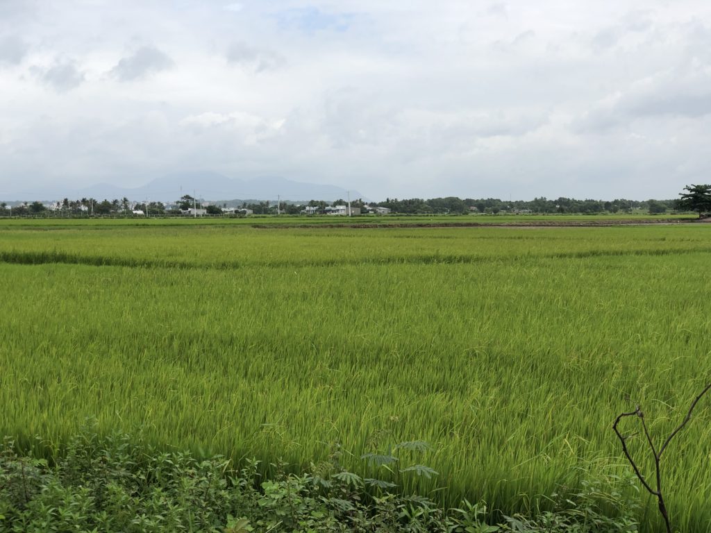 Rice fields spread out near the accommodation.