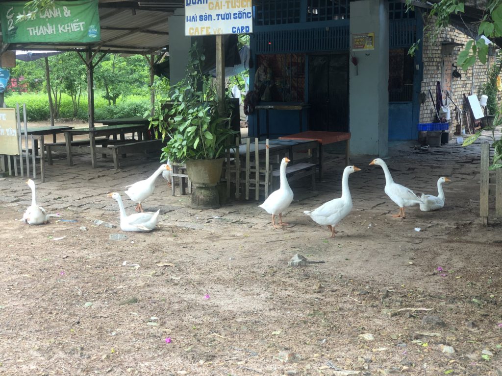 Ducks in the town of La Gi, Binh Thuan province
