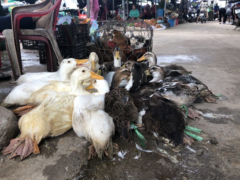 Ducks in the market