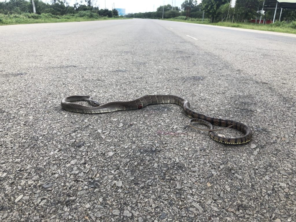 ベトナムビントゥアンでよく見かける蛇