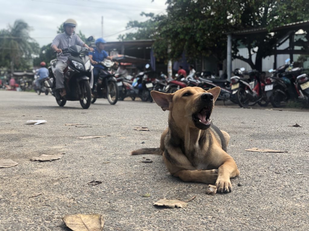 Local dogs in Ke Ga, Vietnam
