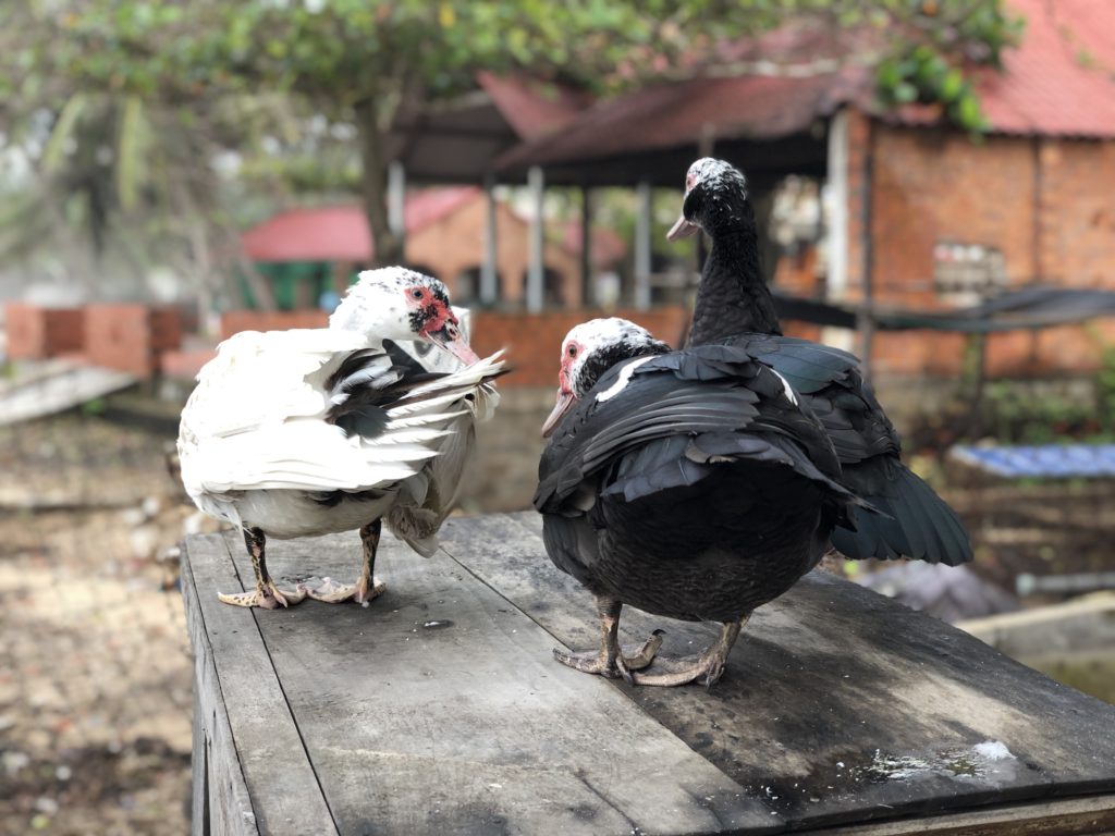 Three black and white ducks