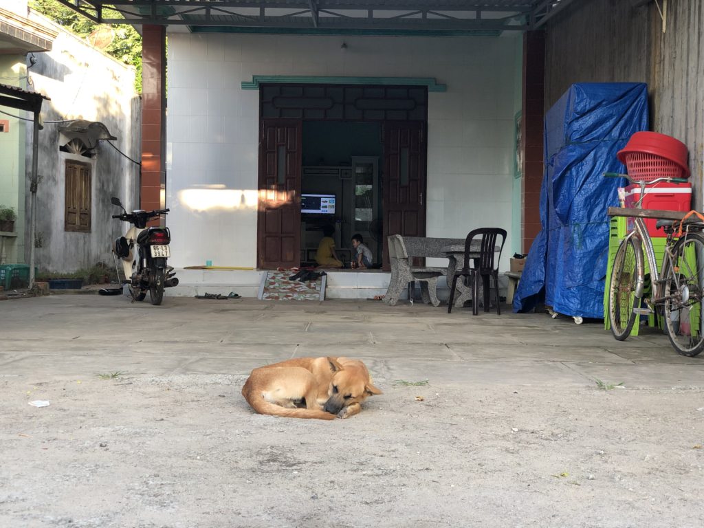 Vietnamese dogs curled up in front of the house sleeping