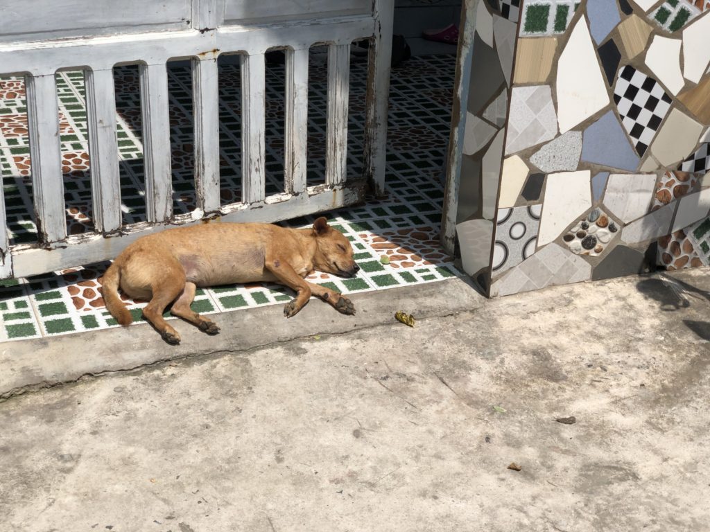 Vietnamese dog napping on the porch