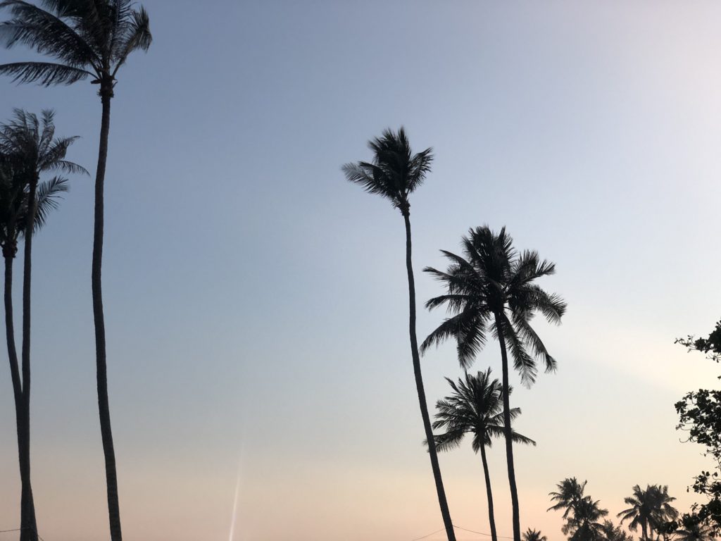 Beautiful sunset sky and palm trees.
