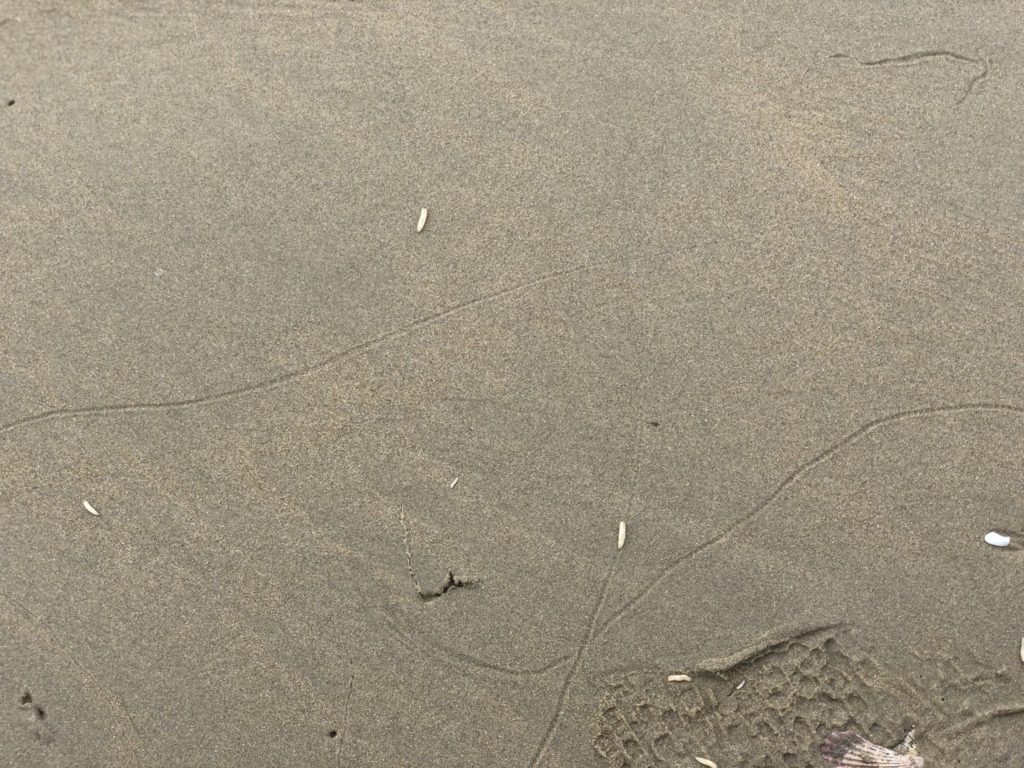 Worms on Mui Ne beach