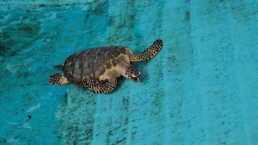Sea turtles protected in pools