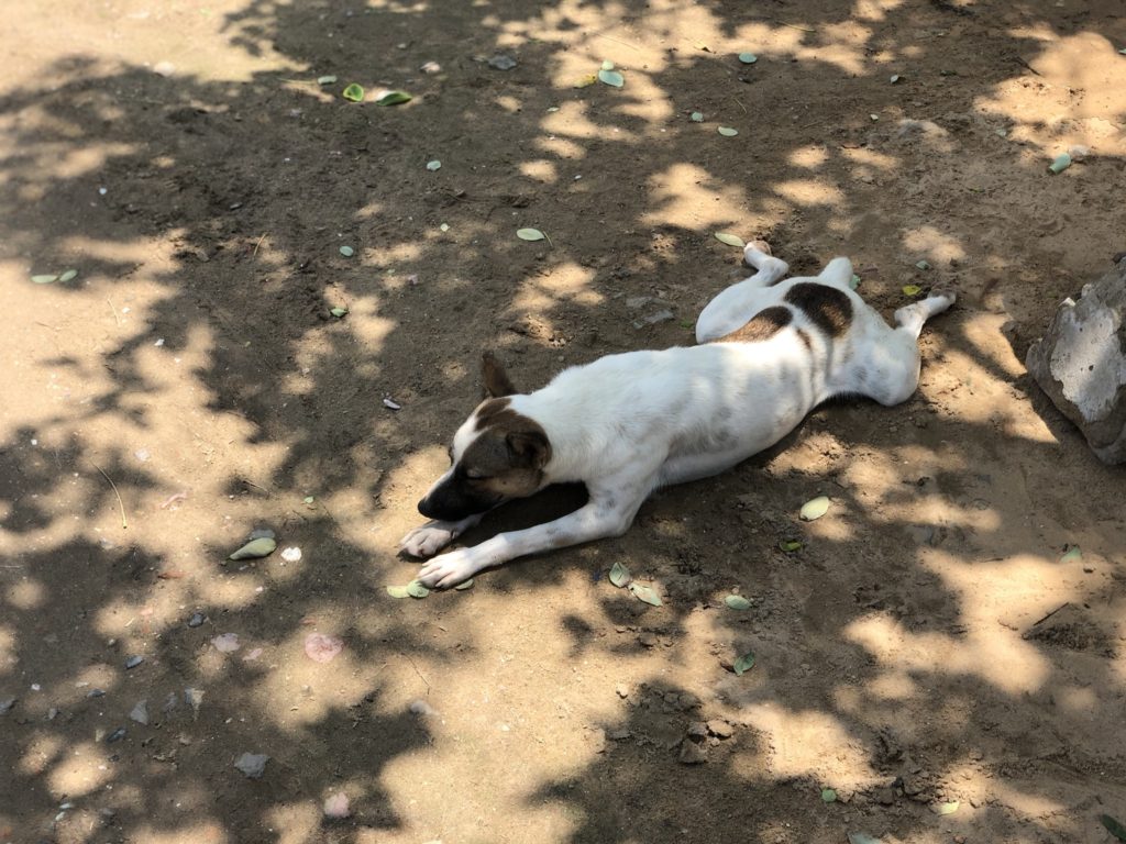 日陰の土でお腹を冷やし、体温調節する犬