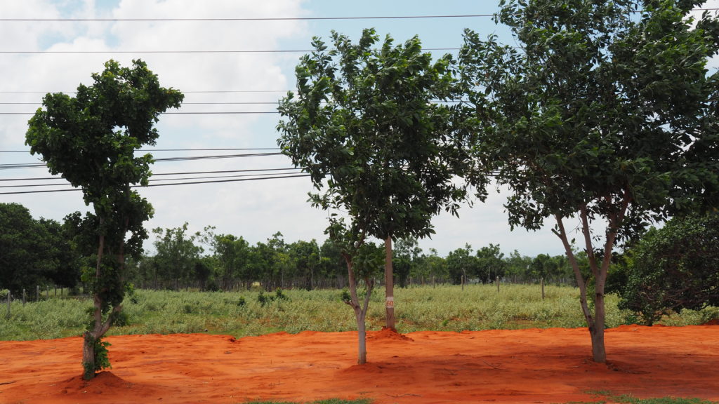 Orange soil and trees