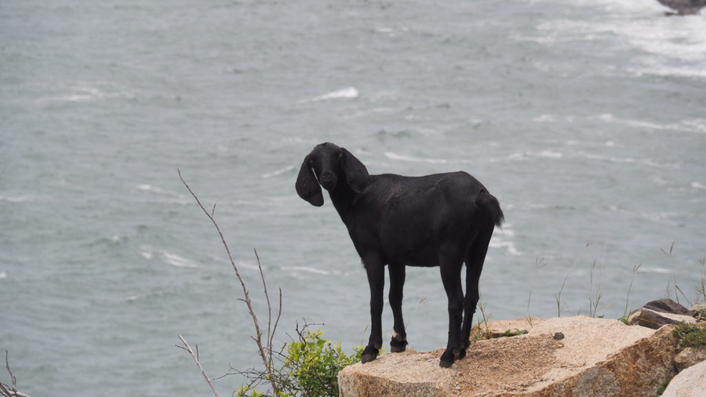 Black goat gazing out over the ocean from a coastal cliff