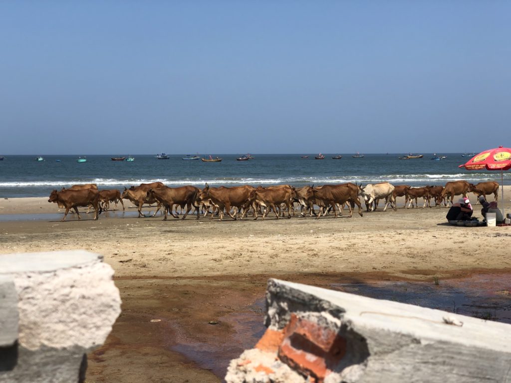 Large herds of cattle stroll along the beach