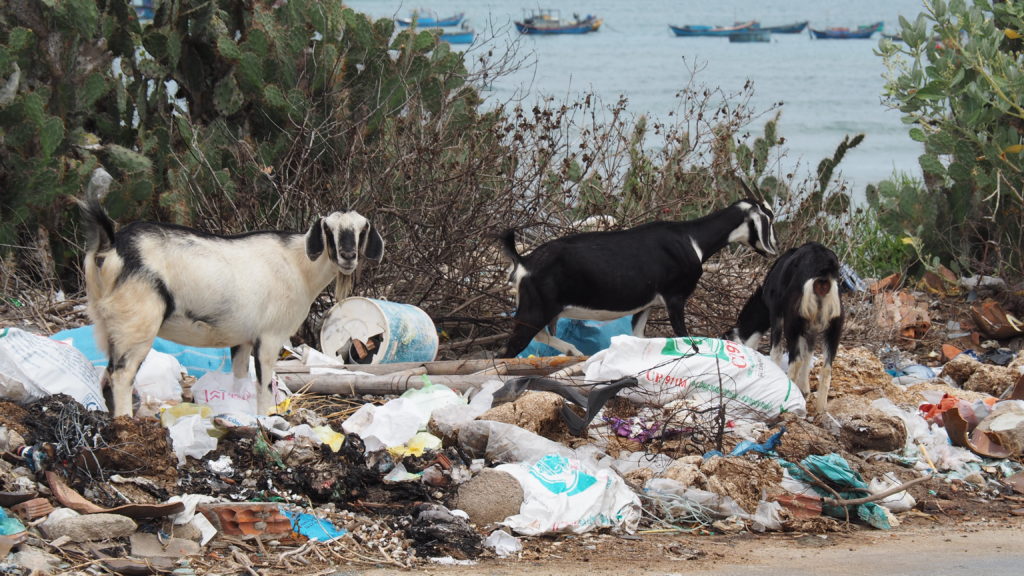 Goats feeding on rubbish