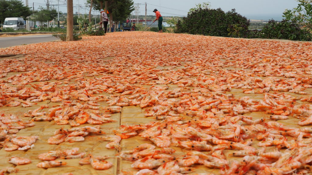 Small shrimps dried on the pavement